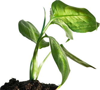 plant